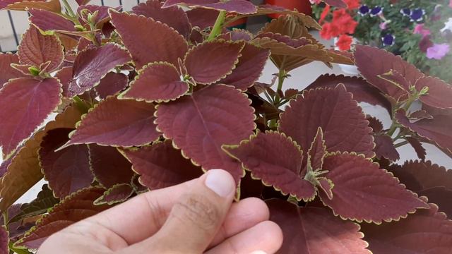 All about Tilak Tulsi !!! смотреть онлайн