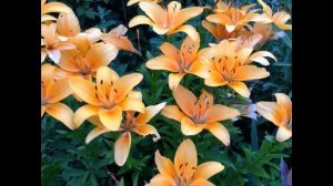 Цветы на даче..wmv