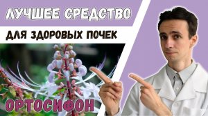 Средство №1 для почек (дешёвое и эффективное). Ортосифон
