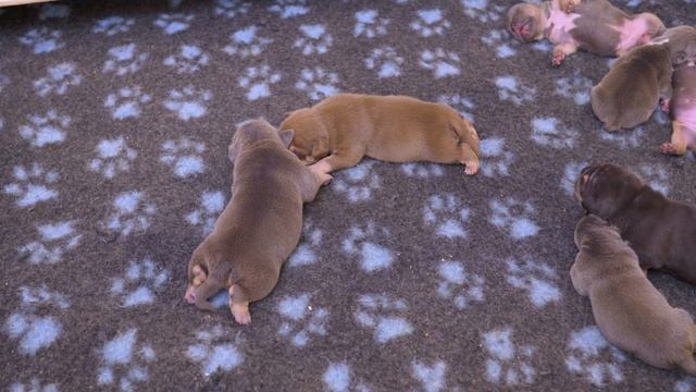 Щенок умирает... смотреть онлайн