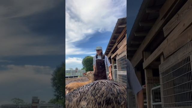Emmanuel Don't Do It - Emu Goes TikTok Viral for Messing With Caretaker's Phone
