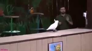 Funny and clever parrots showed show  Забавные и умные попугаи показали шоу