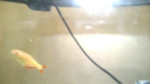 Речные  рыбы в аквариуме. Тетра( мини пиранья)  +уклейка. . первое кормление