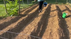 How To Start a Vegetable Garden | DIY| Preparing Ground & How to Transplant Seedlings| Garden Tips