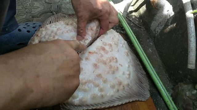 сегодняшний улов как разделать черноморскую камбалу