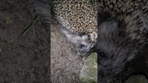 Ёжик кушает медведка