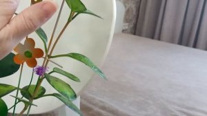 Какие же они красивые!!!         Хойя-замечательный цветок!!!