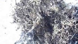 Ищем клад в Тимофеевке (ранняя весна)