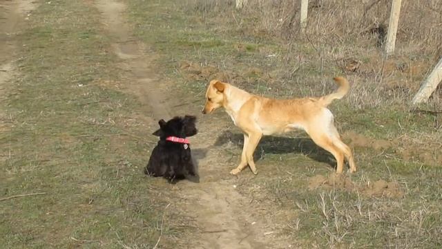 Собачьи игры смотреть онлайн