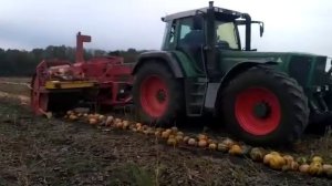 Уборка тыквы, тыква сорт Штирийская, урожай 2022