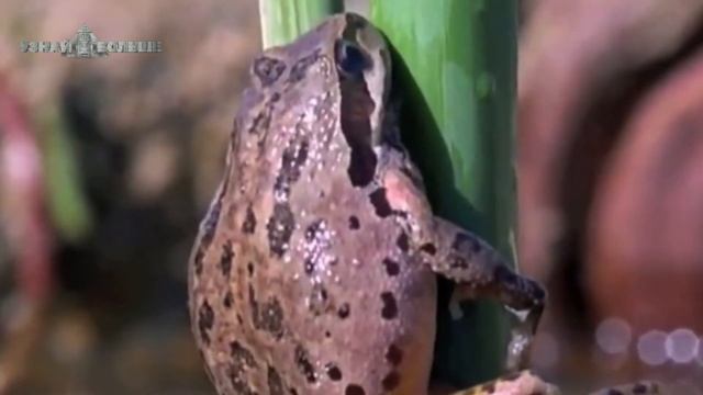 МАЛЕНЬКИЕ СОЗДАНИЯ БУКВАЛЬНО ПРОГРЫЗЛИ ПАНЦИРЬ БЕДНОЙ ЧЕРЕПАХИ смотреть онлайн