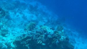 Рыбы, кораллы и Красное море в Шарм эль Шейхе, Египет
