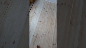 Моя работа шлифовка покраска,плитка в прихожей!(3)