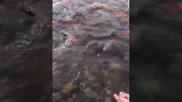 парк Гейдара Алиева Азербайджан город Гянджа! смотреть онлайн