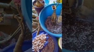 Первая посадка прививок адениума, прибывших из питомника
