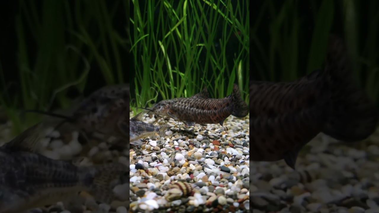 Сомы на чиле смотреть онлайн