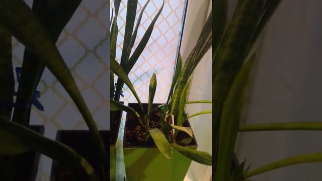 Сансевиерия, Sansevieria, (25 до 65 см длина растения) по 1000₽ каждый горшок без кашпо.2 .02.22 г.