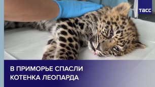 В Приморье спасли котенка леопарда #shorts