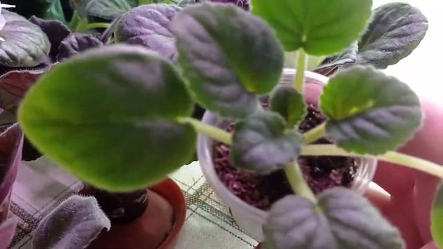 как я поливаю свои фиалки 🌼🌺🌸 смотреть онлайн