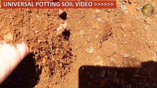 PLUMERIA (CHAMPA): Types, Plumeria Care Tips | Plumeria Cuttings смотреть онлайн