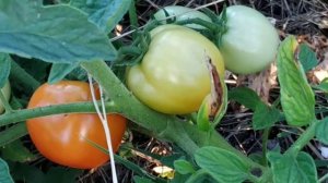 #Томат #сорт #Загадка подтверждает свои #сортовые #особенности .