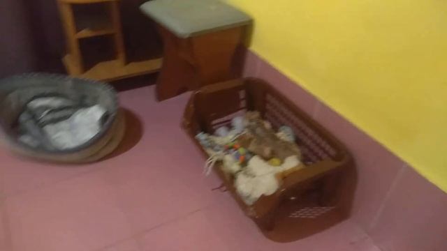 новшества в домике для чихуахуа Симферополь Кастропуло Крым продам щенков , видеокамера смотреть онлайн