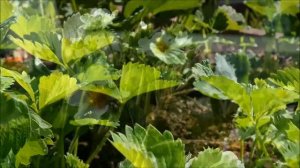 Olympus OM-D E-M5 Mark II. Тест. Съёмка с рук.