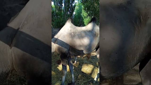 🐫ПОЧЕМУ ВЕРБЛЮДЫ ОБЛЫСЕЛИ?