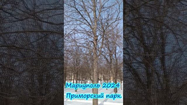 Мариуполь 2024  Приморский парк. Скворечник.