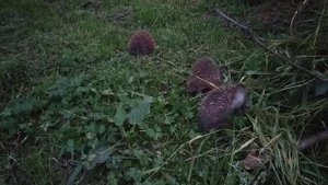 Разборки ежей, бой ежей ёжики деруться