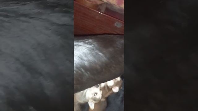 Щенки сосут молоко и причмокивают,стоя на задних лапках #щенки #щенок #собака смотреть онлайн