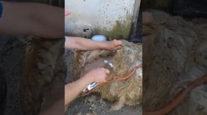 Весенняя стрижка овец