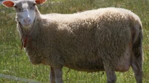 Разведение Восточно-фризской породы овец как бизнес идея | Овцеводство | Восточно-фризские Овцы