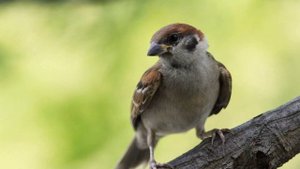 Звуки птиц (Пение воробьев в лесу) / (2 Минуты)