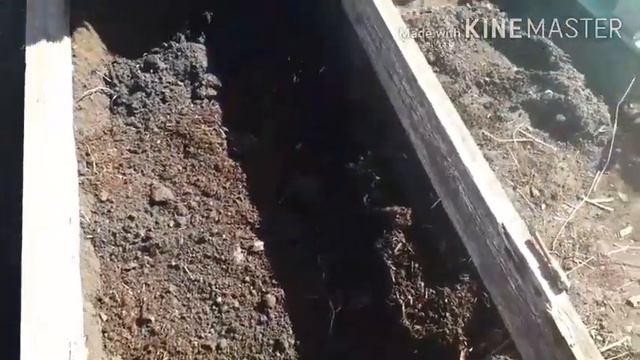 #теплаягрядка Как сделать теплую грядку.Теплая грядка своими руками.,заглубленного типа.