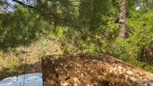 Как роятся наши итальянские пчёлы в  США