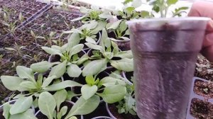 #иберис#гвоздика#гомфрена#бархатцы#лаванда#