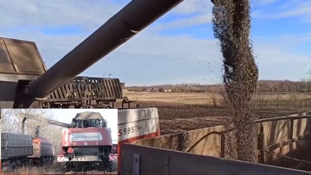 Поля подсолнечника в Белгородской области