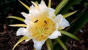 МЁД ПОЛЬЗА И ВРЕД