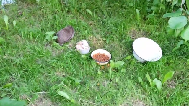 Воруют и не стесняются!!!Еж вор, крадет еду котов#ёжик #кормимживотных смотреть онлайн