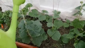 Борьба с корневыми и прикорневыми гнилями у огурцов