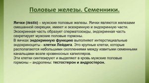 Ветеринарная анатомия. Яичники и семенники животных.