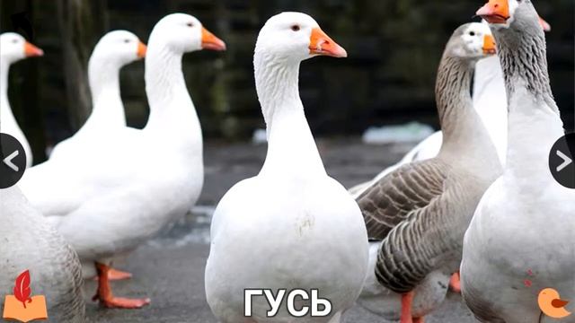 Учим названия домашних животных. смотреть онлайн