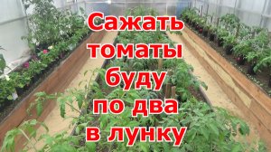 По два томаты в одну лунку. Минусы и плюсы посадки помидоров по два корня в лунку. Результаты сезона