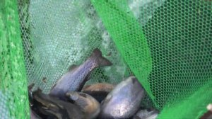 Форель в пруду перезимовала отлично.