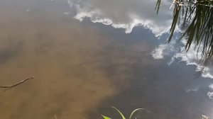 рыбки жара июнь ☀️