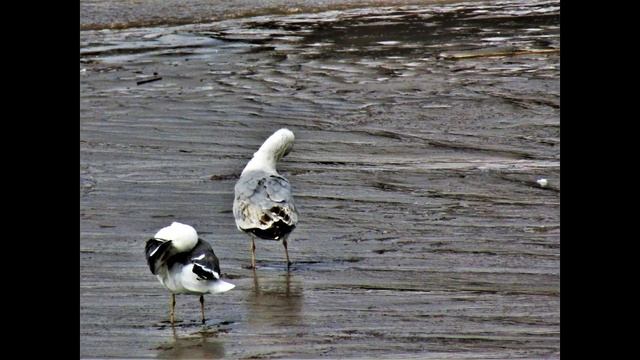 canon powershot sx430 is bridge camera photography part 17 смотреть онлайн