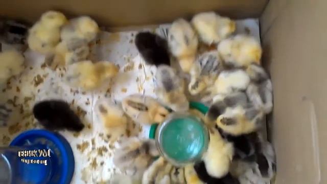 Содержание цыплят смотреть онлайн