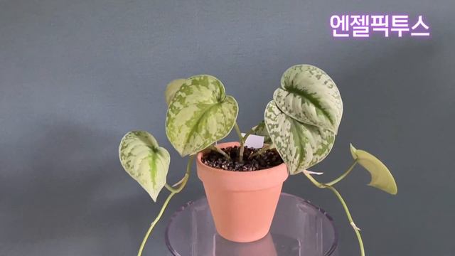 스킨답서스 7종류소개와 키우기팁/ 초보식물집사 추천국민식물~ смотреть онлайн