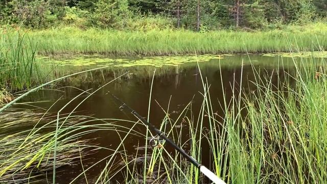 Со спиннингом по малой реке, рыбалка с берега. Ловля щуки на блесну